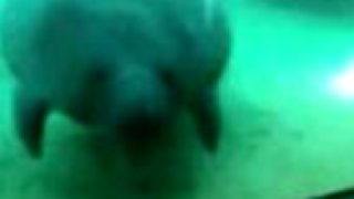 Zábavné video