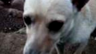 A že z čoho vzniklo plemeno pitbull