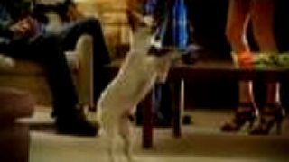 Bud Light Dog Party