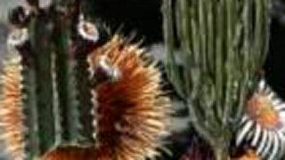 KUSUMAM