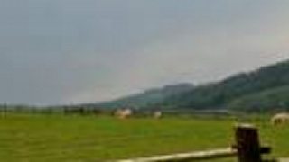 Kravičky a time lapse