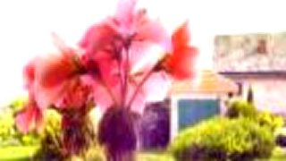 Flowers (short edit)