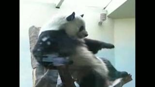 Hip-hop panda