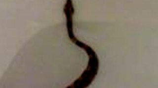 Boa Constrictor MORTIIS