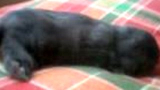 LULU