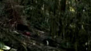 Život: Vogelkop Bowerbird