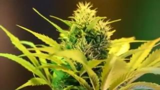 Cannabis - Timelapse