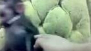 Smiech opice