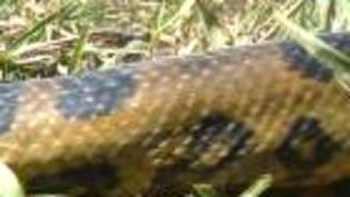 Anakonda - Eunectes Murinus