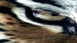 Trance Techno - Eye Of The Tiger (Techno Remix)