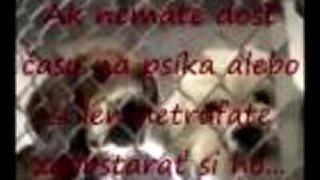 Narodili sa, aby zomreli. Smutné video o zvieratkách v útulku