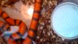 Lampropeltis triangulum hondurensis hypo