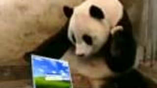 Šokovaná panda