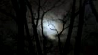 Canis Dirus - Garden Of Death