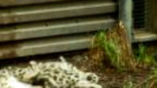 Mláďatá snežného leoparda
