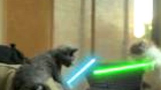 Star wars - mačky