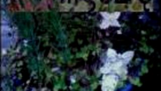 Rosaceae - Hopeless