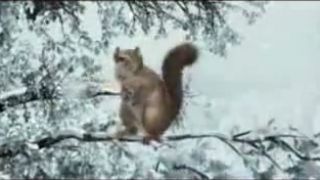 Veverička zachránila dedinu