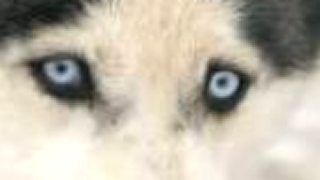 Husky Mushing - CZ
