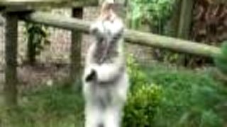 Manul...