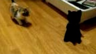 Mačiatko Scottish Fold vs. hračka