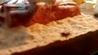 Agama Bradatá