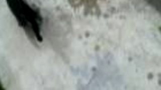 Felis silvestris f. catus