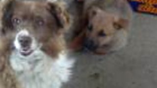 Bady, Riki