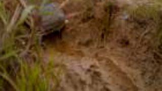 Rc axial scx10 Honcho
