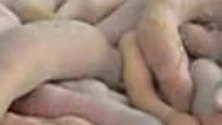 Ryba, co vypadá jako penis