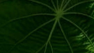 Ayahuasca v Amazónii