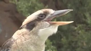 Kookaburra