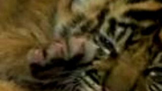 Mláďa tigra