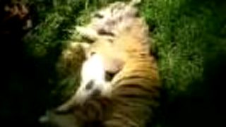 Tiger a prasa