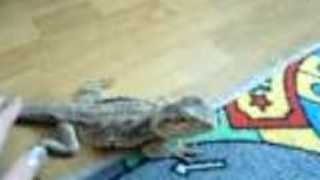 Agama bradata