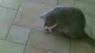 Funny cat "Cleo"