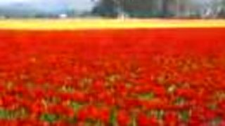 Milióny tulipánov