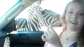 Keď zebra degustuje