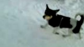 Naše agility