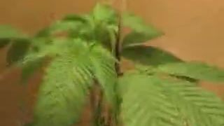 Smoking WEED