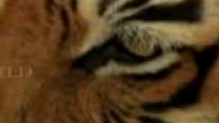 Tiger Queen