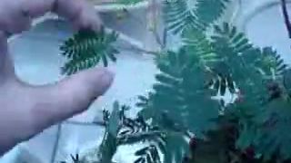 Mimosa pudica - Mimóza (citlivá rastlina)