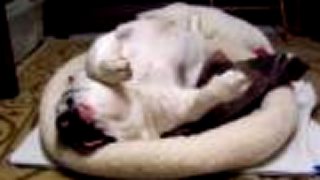 Chrápajúci buldog