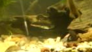 Mloky test 1