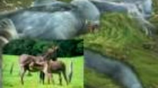 Rebirth of Gaea - Flowing Meditation