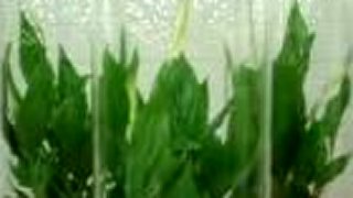 Spathiphyllum v sklenenej váze
