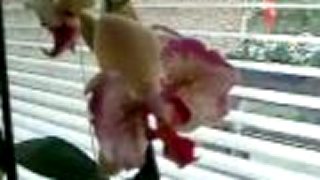 Moje orchidey