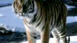Tiger 2