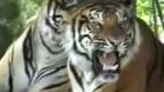 Neser tigra!