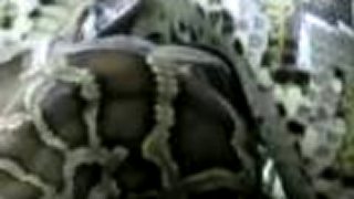 Pyton zozerie aligatora